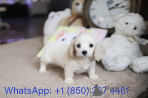 Photo №2 de l'annonce № 153559 de la vente cavalier king charles spaniel - acheter à USA éleveur