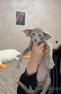Photo №1. oriental shorthair - à vendre en ville de Obertauern | 350€ | Annonce № 178588