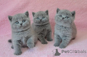 Photo №1. british shorthair - à vendre en ville de Bubenheim | 350€ | Annonce № 160413