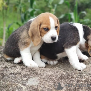 Photo №2 de l'annonce № 127384 de la vente beagle - acheter à Allemagne annonce privée