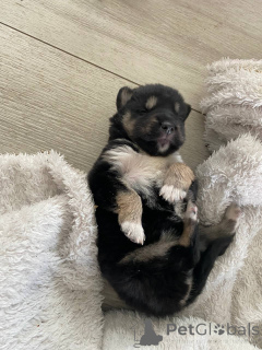 Photo №4. Je vais vendre husky de sibérie en ville de Minsk. annonce privée - prix - Gratuit