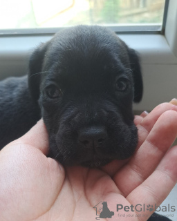 Photos supplémentaires: Chiots cane corso