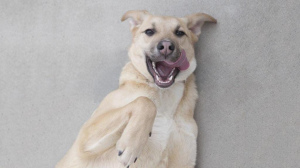 Photo №1. chien bâtard - à vendre en ville de Москва | Gratuit | Annonce №5915