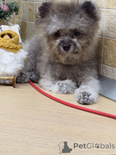 Photo №4. Je vais vendre caniche (nain) en ville de Krasnodar. annonce privée - prix - 2048€