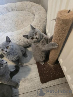 Photo №2 de l'annonce № 119429 de la vente british shorthair - acheter à Allemagne de la fourrière, de l'abri, éleveur