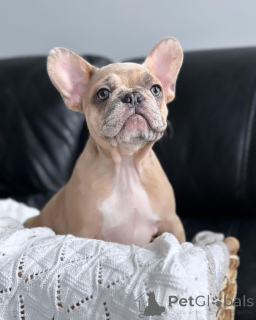Photo №1. bouledogue - à vendre en ville de Munich | 800€ | Annonce №150647
