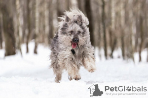 Photos supplémentaires: Un beau chien entre de bonnes mains.