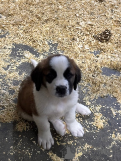 Photo №1. saint-bernard - à vendre en ville de Хилверсум | Gratuit | Annonce №123955