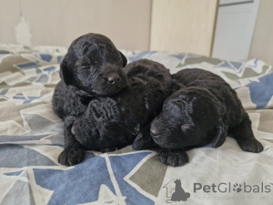 Photo №1. caniche (nain) - à vendre en ville de Minsk | négocié | Annonce №167529