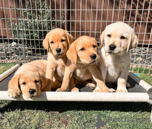 Photo №1. labrador retriever - à vendre en ville de Франкфурт | négocié | Annonce №139189