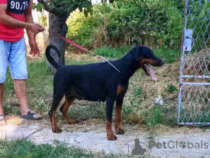 Photo №3. Doberman-litter. Serbie