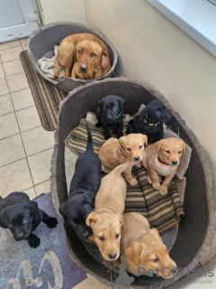Photo №2 de l'annonce № 131342 de la vente labrador retriever - acheter à Irlande annonce privée