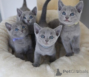 Photo №1. bleu russe - à vendre en ville de Mauvais münsteerefel | négocié | Annonce № 170322