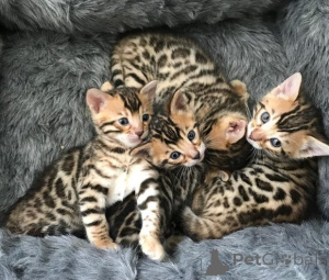 Photo №2 de l'annonce № 159895 de la vente bengal - acheter à Lituanie annonce privée