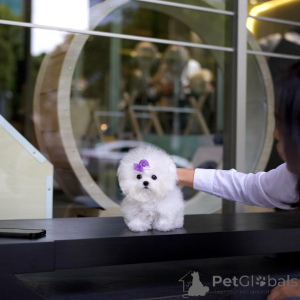 Photo №3. Chiots bichon frisés. La Grande-Bretagne