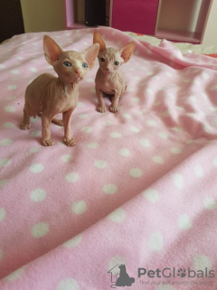 Photo №3. Deux beaux chatons sphynx.. USA