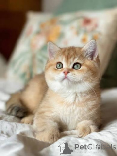 Photo №2 de l'annonce № 173855 de la vente british shorthair - acheter à La Grande-Bretagne annonce privée, éleveur