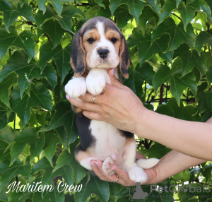 Photo №4. Je vais vendre beagle en ville de Стамбул. de la fourrière - prix - 473€