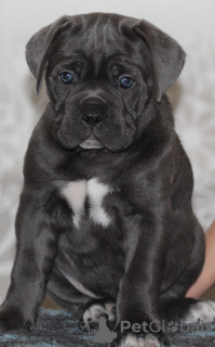 Photo №2 de l'annonce № 34512 de la vente cane corso - acheter à Fédération de Russie annonce privée