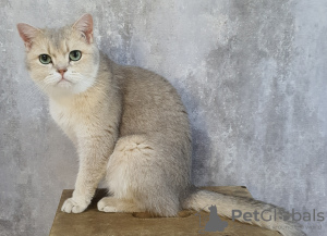 Photo №1. british shorthair - à vendre en ville de Dubai | 663€ | Annonce № 108555