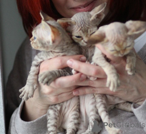 Photo №1. devon rex - à vendre en ville de Stockholm | négocié | Annonce № 171384