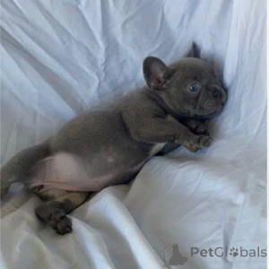 Photo №1.  - à vendre en ville de Kharkov | Gratuit | Annonce №163568