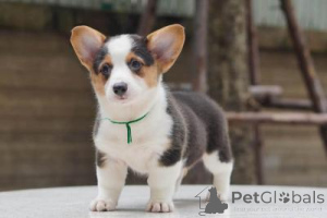 Photo №2 de l'annonce № 169002 de la vente welsh corgi - acheter à Allemagne 