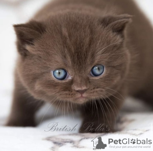 Photos supplémentaires: chaton british shorthair