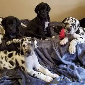 Photo №1. dogue allemand - à vendre en ville de Vienne | 850€ | Annonce №165435