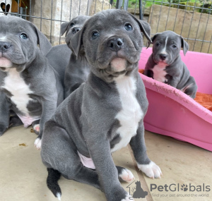 Photo №1. staffordshire terrier anglais - à vendre en ville de Tartu | négocié | Annonce №130106