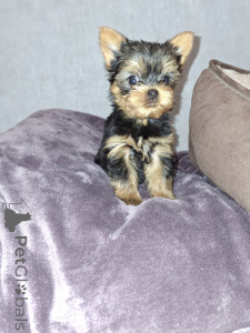 Photo №2 de l'annonce № 159218 de la vente biewer yorkshire terrier, bichon à poil frisé, yorkshire terrier - acheter à Estonie annonce privée, de la fourrière, éleveur