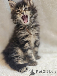 Photo №1. maine coon - à vendre en ville de Braunschweig | Gratuit | Annonce № 145309