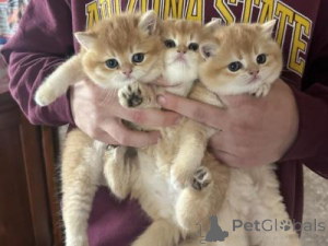 Photo №1.  - à vendre en ville de Zastávka | Gratuit | Annonce № 135326