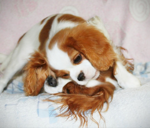 Photo №2 de l'annonce № 4187 de la vente cavalier king charles spaniel - acheter à Ukraine de la fourrière