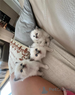 Photo №1. sacré de birmanie - à vendre en ville de Gräfelfing | 350€ | Annonce № 154589