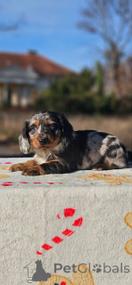 Photo №3. Teckel à poil long. Serbie