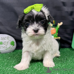 Photo №3. Acești adorables pui de Maltipoo. La Roumanie