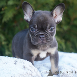 Photo №4. Je vais vendre bouledogue en ville de Berlin. éleveur - prix - 400€