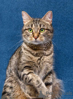 Photo №3. Bébé Musya cherche un foyer et un cœur aimant. Fédération de Russie