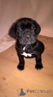 Photo №1. cane corso - à vendre en ville de Dresde | 400€ | Annonce №149052