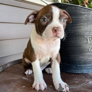 Photo №1. terrier de boston - à vendre en ville de Déviant | négocié | Annonce №165208