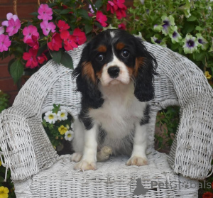 Photo №1. cavalier king charles spaniel - à vendre en ville de Valmadonna | négocié | Annonce №157997