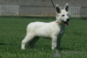 Photos supplémentaires: Chiots Berger Blanc Suisse