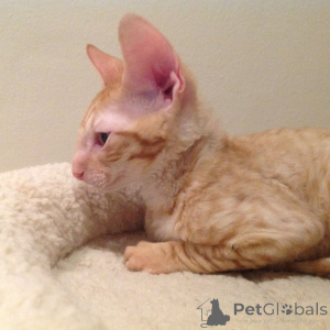 Photo №2 de l'annonce № 173219 de la vente cornish rex - acheter à Bulgarie annonce privée, éleveur