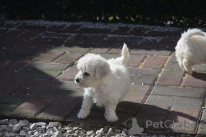 Photos supplémentaires: Chiots Bichon Frise enregistrés Kc