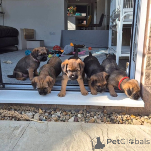 Photo №3. Chiots Border Terrier affectueux à vendre. WhatsApp professionnel 4915781334108. Lituanie