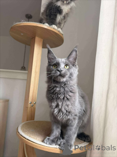 Photo №1. maine coon - à vendre en ville de Ängelholm | négocié | Annonce № 158000