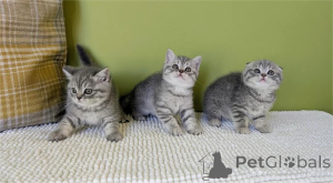Photo №1. scottish fold - à vendre en ville de Plus humide | 350€ | Annonce № 153769