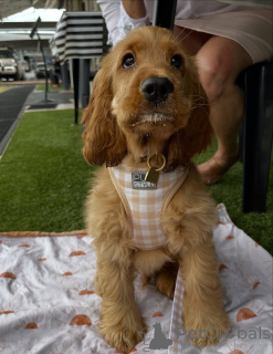 Photo №2 de l'annonce № 159295 de la vente golden retriever - acheter à Islande annonce privée