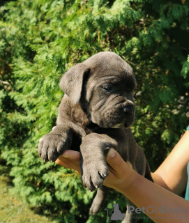 Photo №2 de l'annonce № 119974 de la vente cane corso - acheter à Serbie 